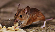 24 Hour & Emergency Exterminators in Bloomingdale, NY